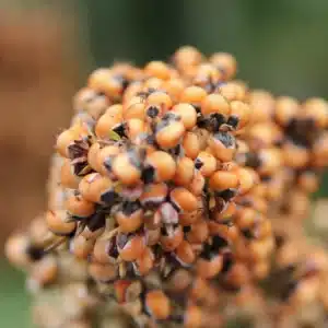 VEGGA