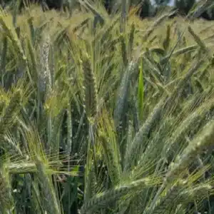 RGT VIVACIO