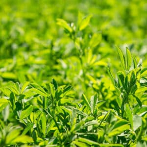 FORCE 4™ - Lucerne