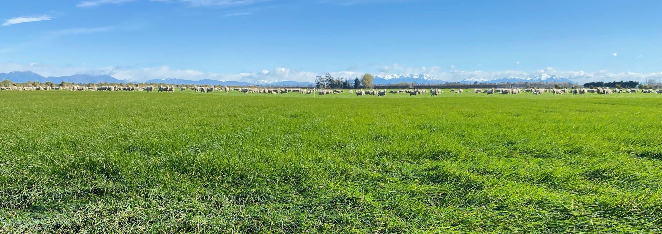 Read more about the article RGT18 Endophyte