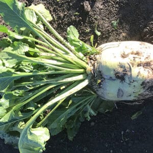 RAGT bulb sugar beet field image