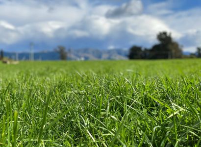 N.Fescue-2021