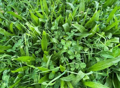 Nouga Clovers
