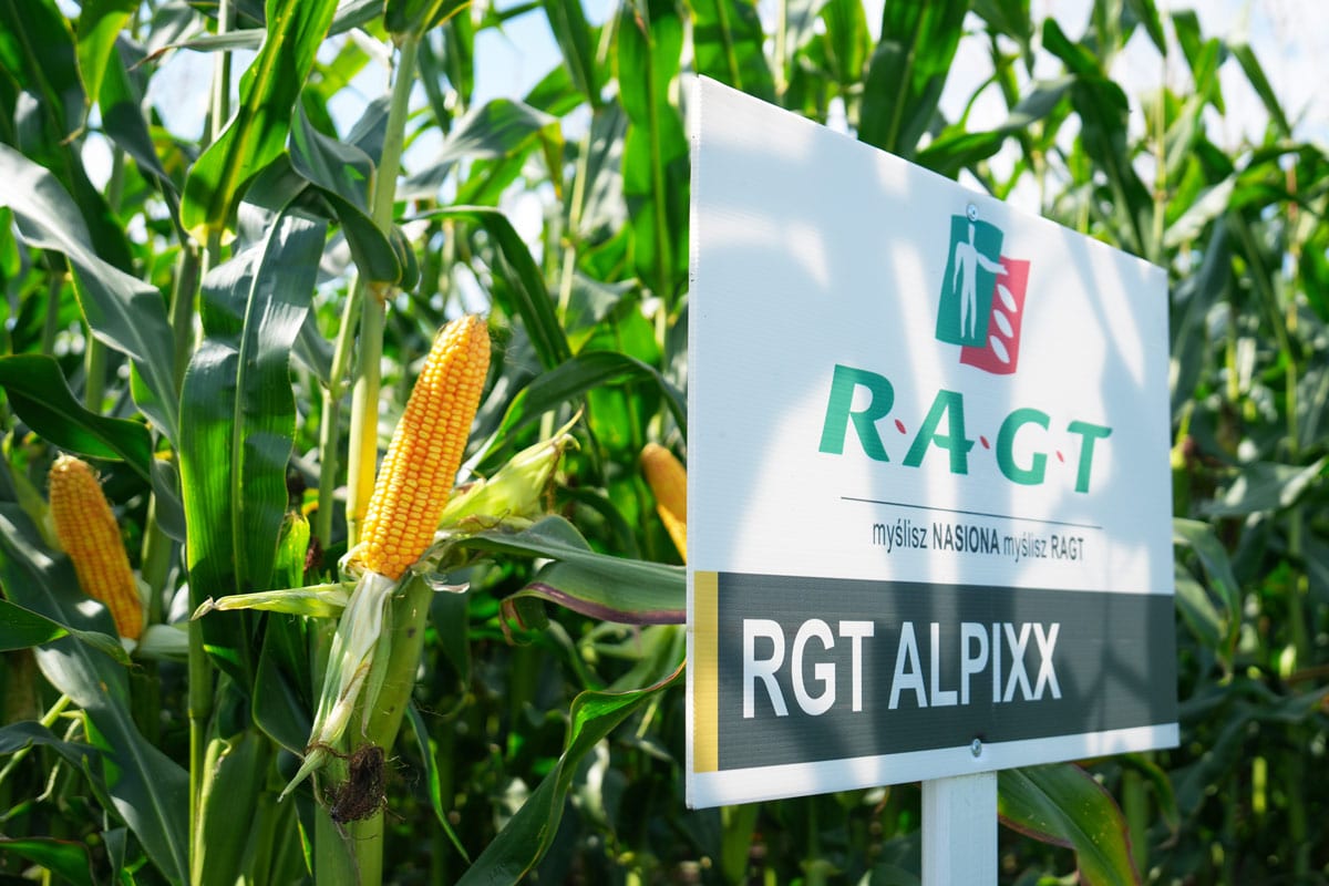 Kukurydza RGT Alpixx do uprawy na ziarno i bioetanol nasiona RAGT kukurydza na ziarno RGT Alpixx