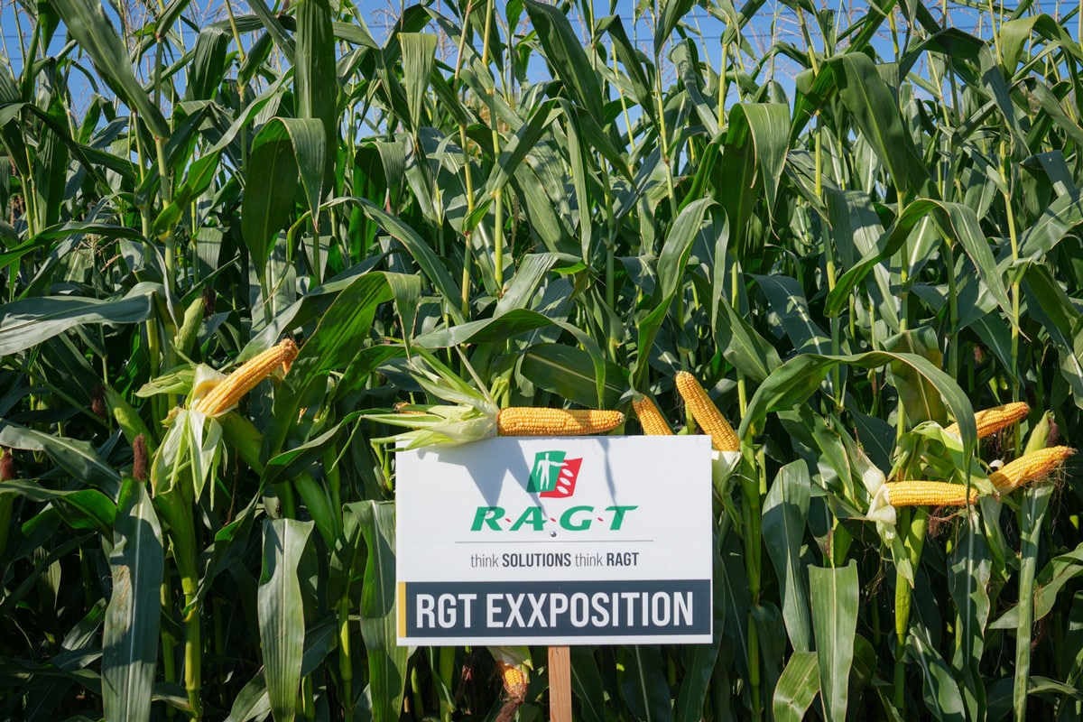 Kukurydza RGT Exxposition kukurydza na kiszonke Exxposition nasiona kukurydzy RAGT na kiszonkę RGT Exxposition