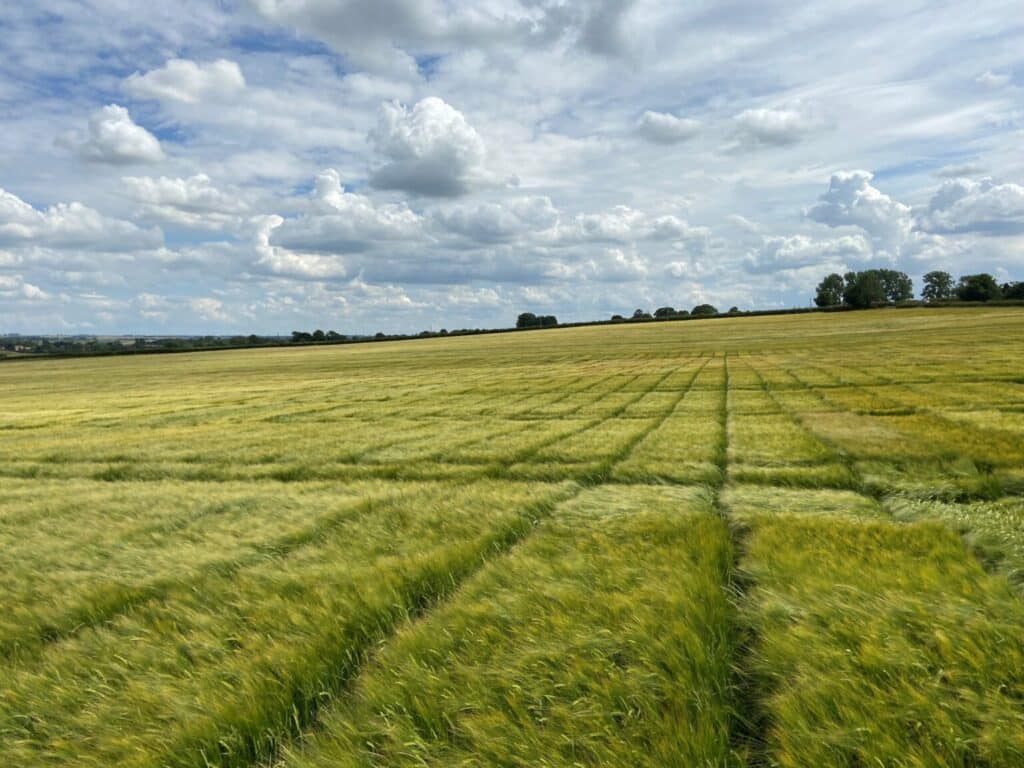 Zakończenie procesu przejęcia przez RAGT działalności firmy Syngenta w zakresie nasion jęczmienia browarnego dwurzędowego