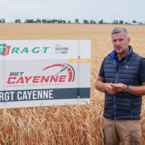 Pszenica ozima RGT Cayenne nasiona do siewu RAGT