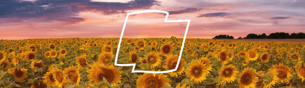 Sunflower field sundown RAGT scaled 1