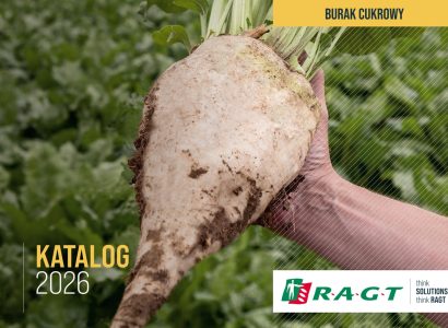Burak cukrowy RAGT - Katalog 2026