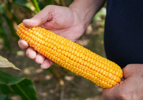 Kukurydza RGT Exxomik kukurydza na kiszonke nasiona RAGT Exxomik