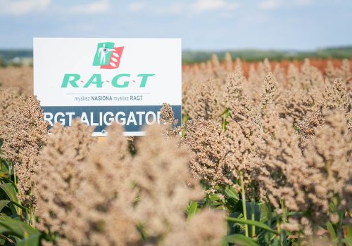 RGT Aliggator sorgo ziarnowe białe