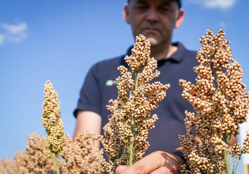 RGT Aliggator sorgo ziarnowe białe