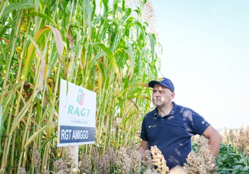 RGT Amiggo sorgo na kiszonkę