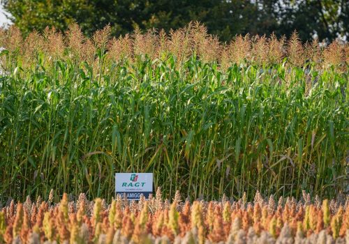 RGT Amiggo sorgo na kiszonkę