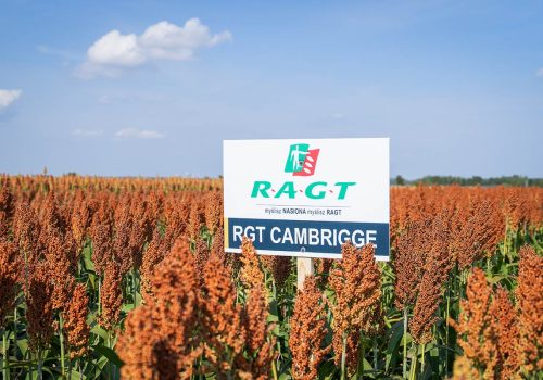 RGT Cambridgee sorgo ziarnowe