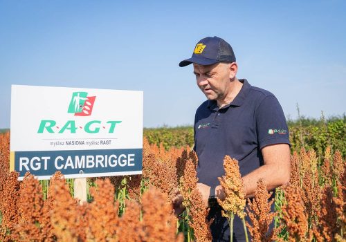 RGT Cambridgge sorgo ziarnowe