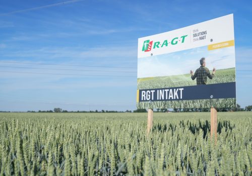 RGT Intakt pszenica ozima jakościowa RAGT Polska materiał siewny kwalifikowany
