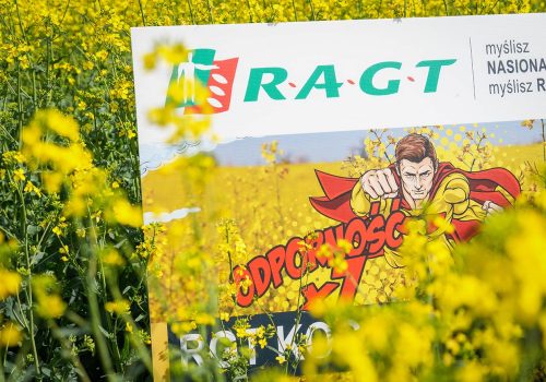 RGT Kocazz rzepak ozimy RAGT