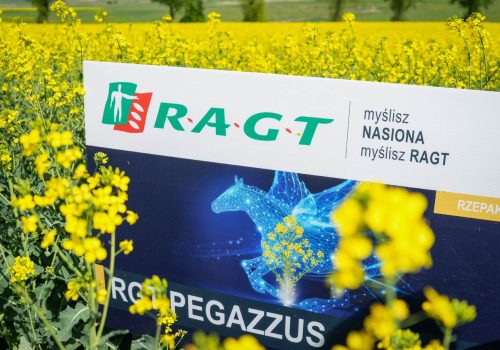 RGT Pegazzus rzepak ozimy RAGT