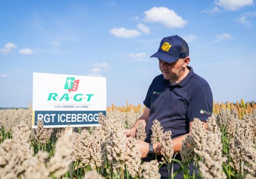 Sorgo RGT Icebergg nasiona sorgo RAGT Polska
