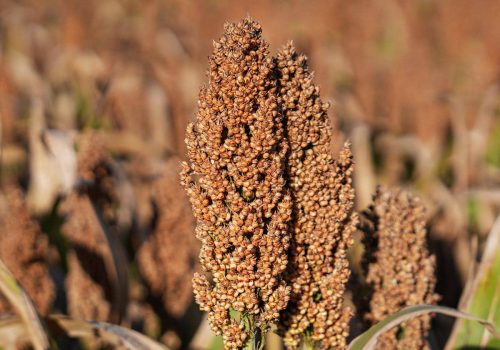 Sorgo RGT Figgaro
