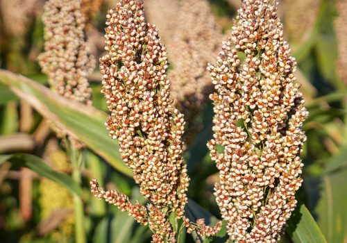 Sorgo RGT Indiggo