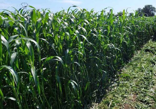 rgt porthos mieszaniec sorgo i trawy sudańskiej