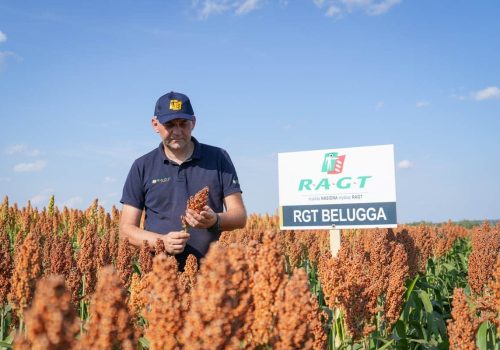 RGT Belugga sorgo ziarnowe RAGT