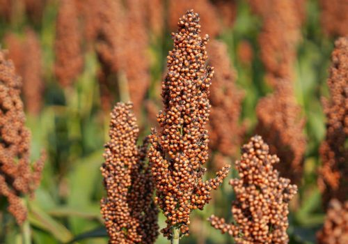 Sorgo RGT Belugga