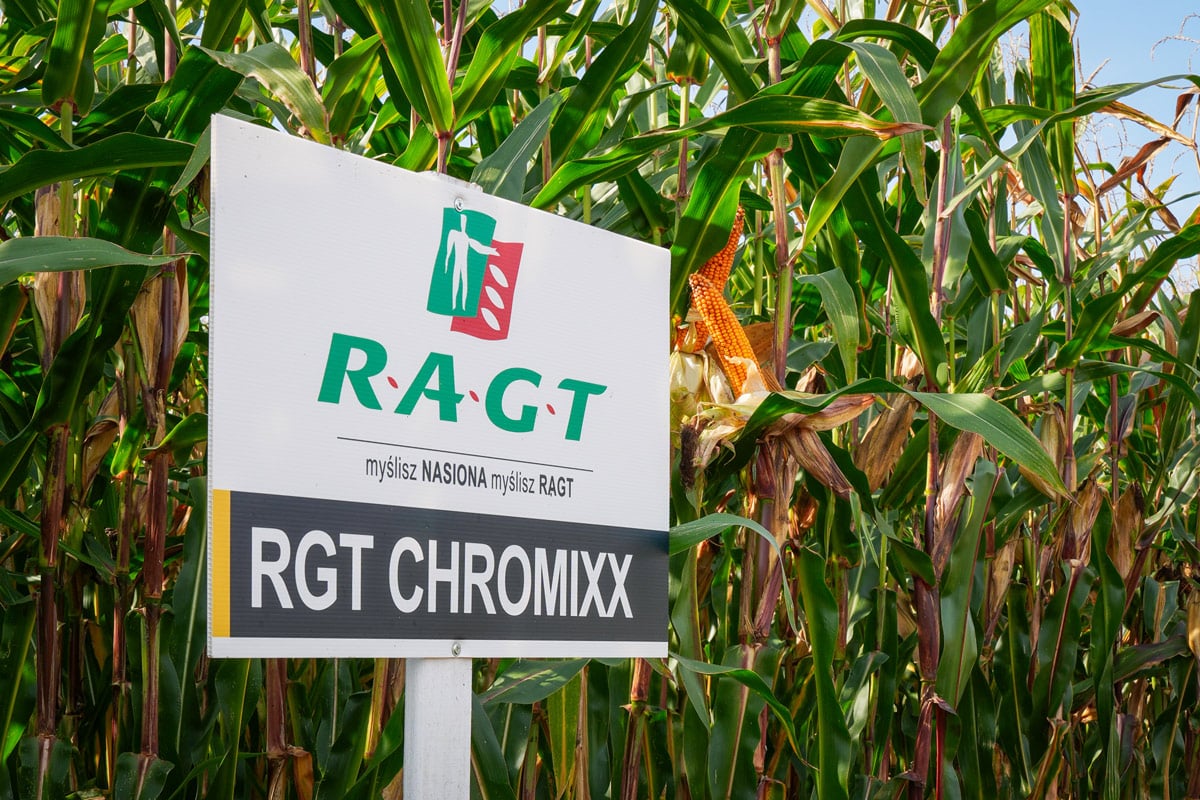 Kukurydza RGT Chromixx na ziarno nasiona kukurydzy RAGT