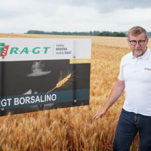 pszenica oścista rgt borsalino ragt nasiona