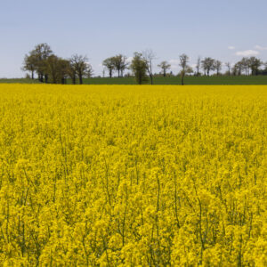 РЖТ НІЗЗА КЛ