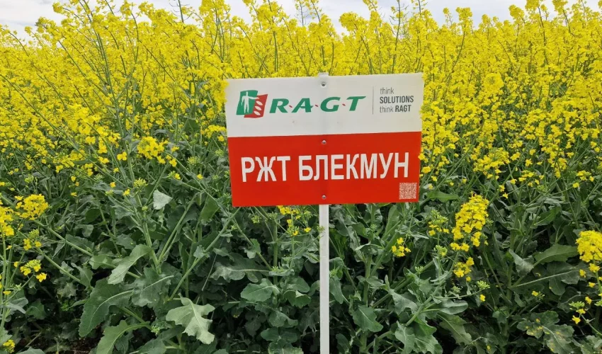 Блакмун