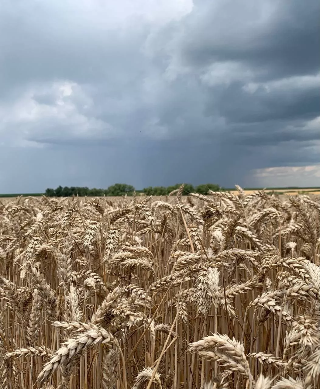 Read more about the article RAGT та Bayer підписали угоду щодо створення інноваційної селекційної програми гібридної пшениці