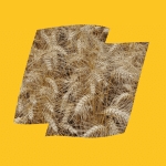 RGT SKYFALL 2 Skyfall Logo Yellow