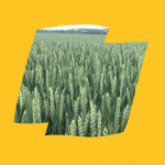 Wolverine Logo Yellow
