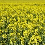 field-with-rape-brassica-napus-brassica-napus