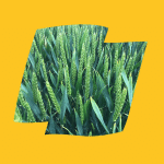 RGT BAIRSTOW 2 Bairstow Logo Yellow