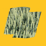 RGT GROUSE 1 Grouse Logo Yellow
