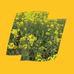 RGT Kanzzas 2 Kanzzas Logo Yellow