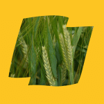 RGT Planet 2 Planet Logo Yellow