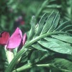 CARAVELLE 2 Vetch