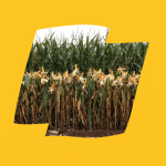 Agiraxx Logo Yellow