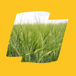 RGT ASTEROID 3 Asteroid Logo Yellow