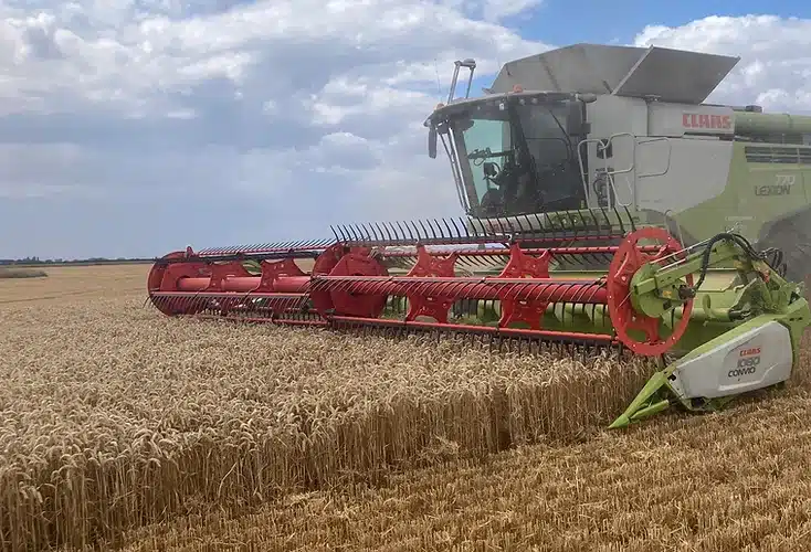 Read more about the article BYDV-resistant wheats find favour in Lincolnshire