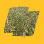 RGT CEOS 1 Ceos Logo Yellow