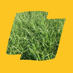 Cordial Logo Yellow