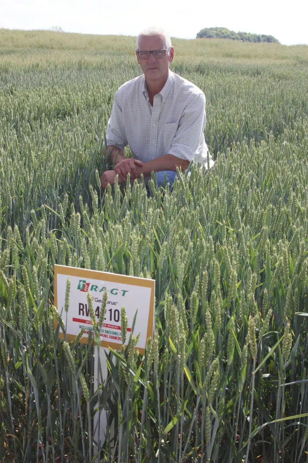 Read more about the article Genserus wheats – the modern solution to BYDV control