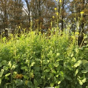 RGT BIOFUM SUMMER
