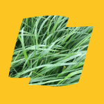 Kendal Logo Yellow